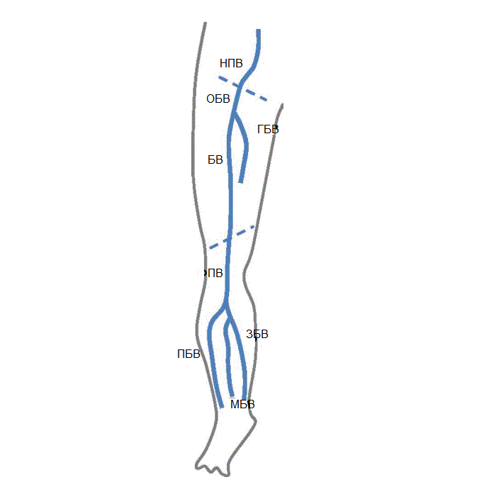Карта вен нижних конечностей. Вены нижних конечностей УЗИ анатомия. Вены нижних конечностей схема для УЗИ. ПКВ Вена нижней конечности. Схема вен нижних конечностей для УЗИ.